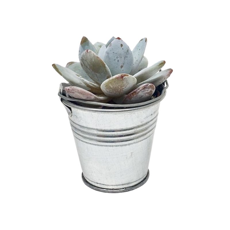 Suculenta-en-balde-metálico